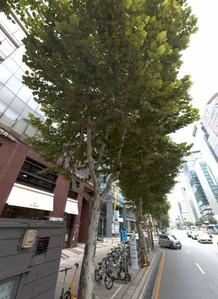 tree photo