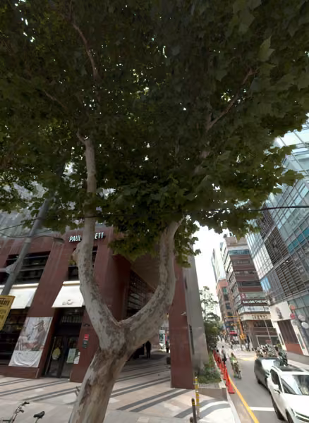 tree photo