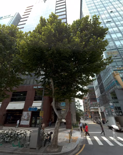 tree photo