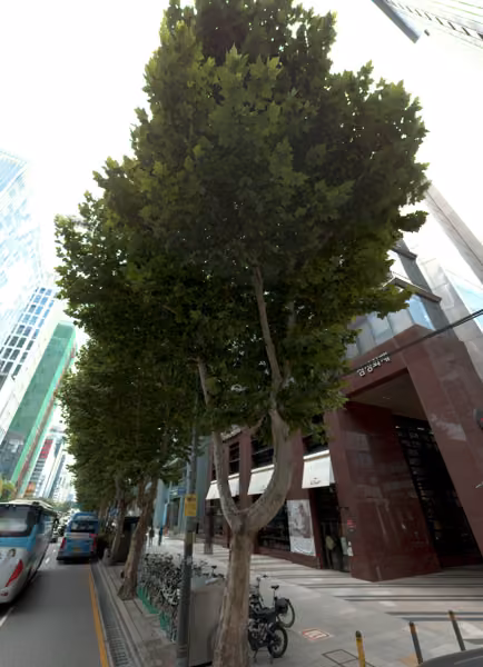 tree photo
