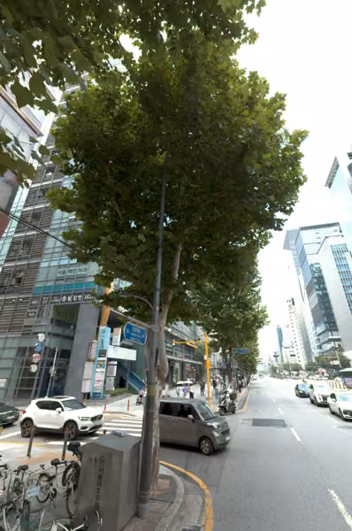tree photo