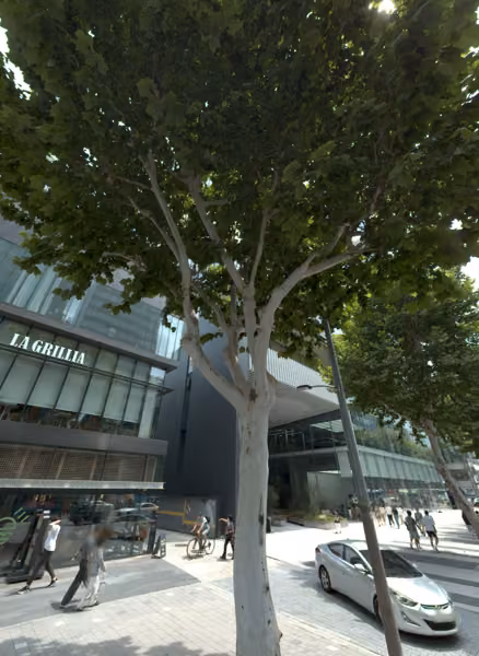 tree photo