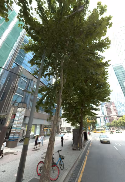 tree photo