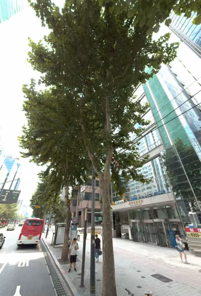 tree photo