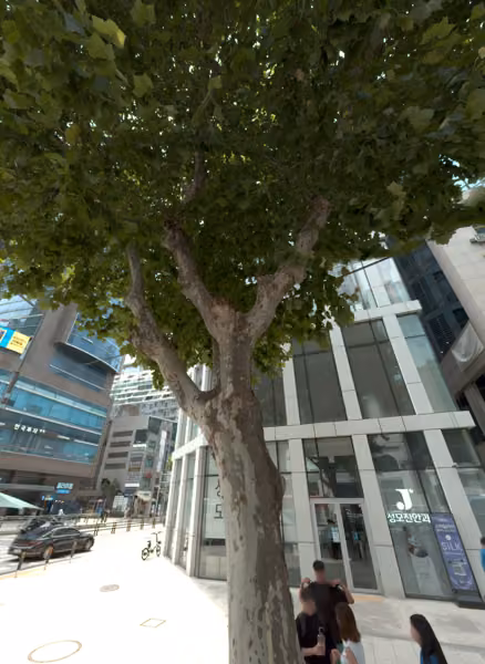 tree photo
