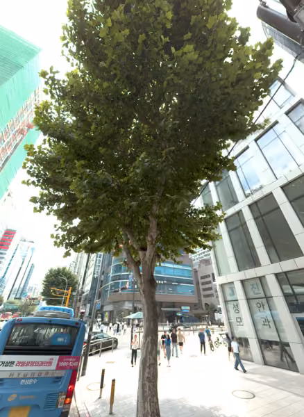 tree photo