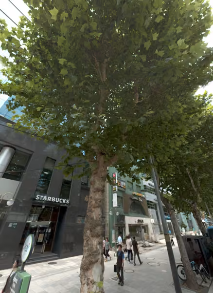 tree photo