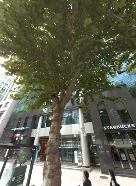 tree photo