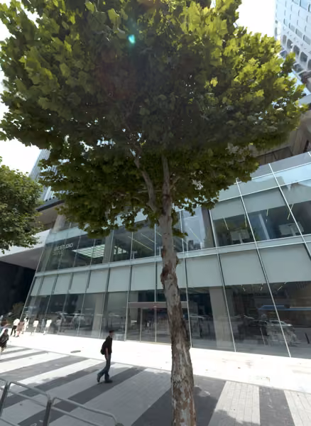 tree photo