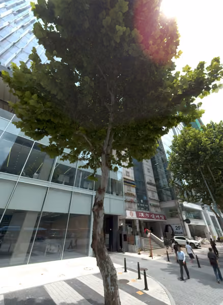 tree photo