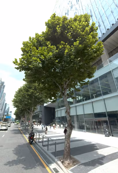tree photo