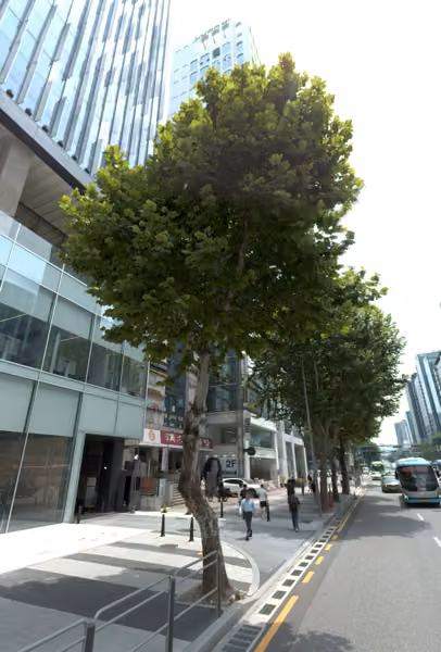 tree photo