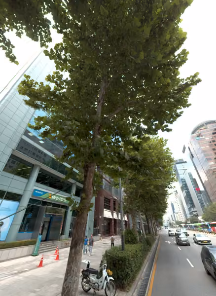 tree photo