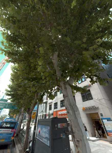 tree photo