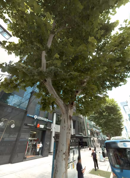 tree photo