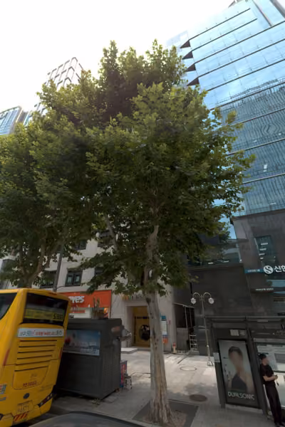 tree photo