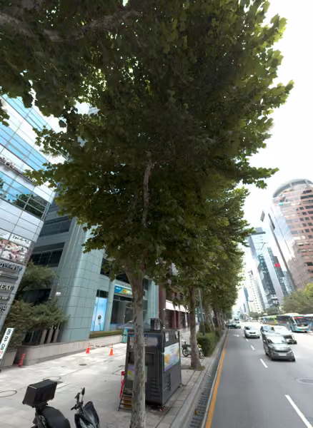 tree photo