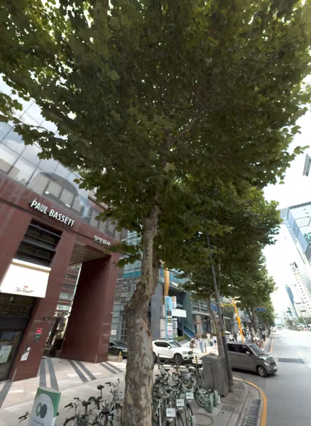 tree photo