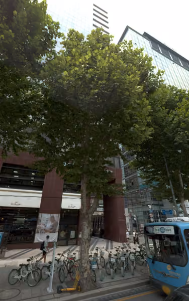 tree photo