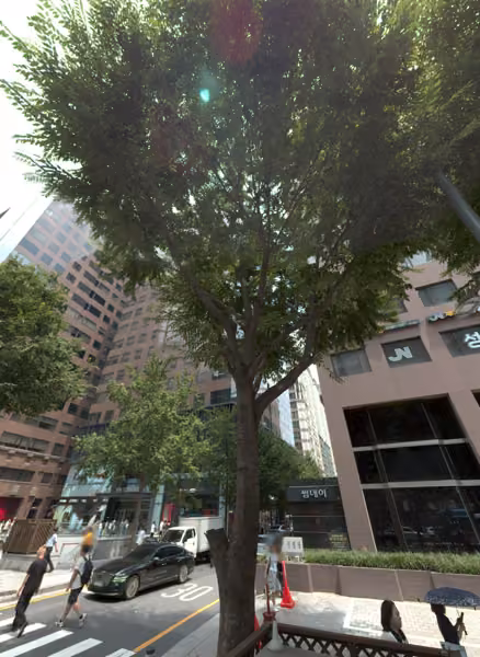 tree photo