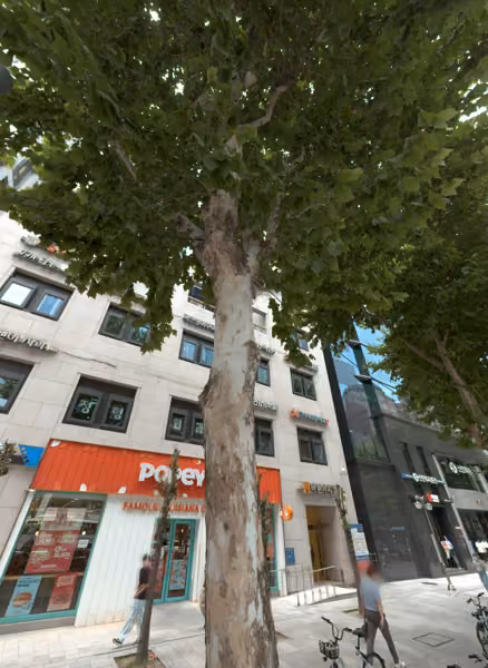 tree photo