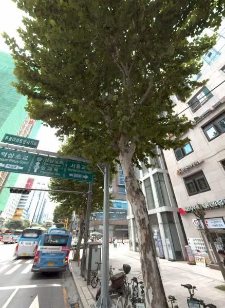 tree photo