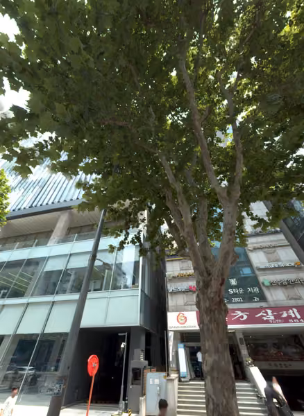 tree photo