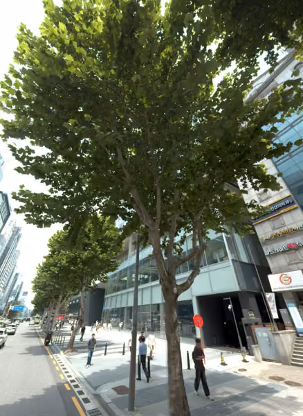 tree photo