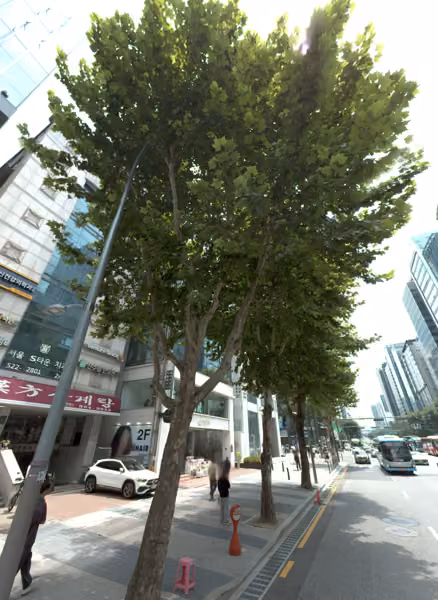 tree photo