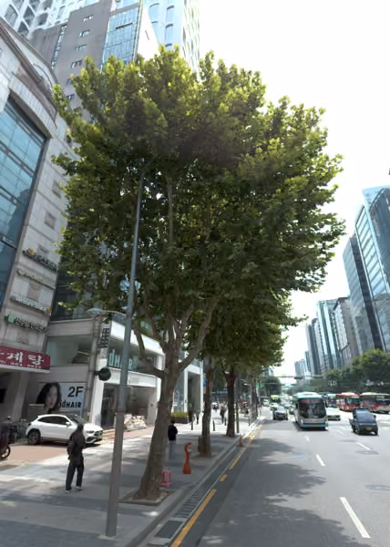 tree photo