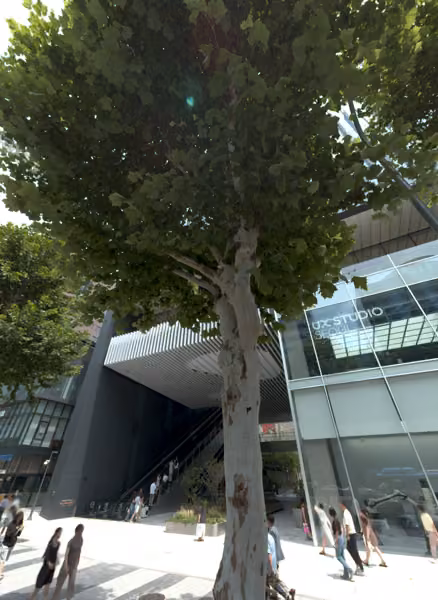 tree photo