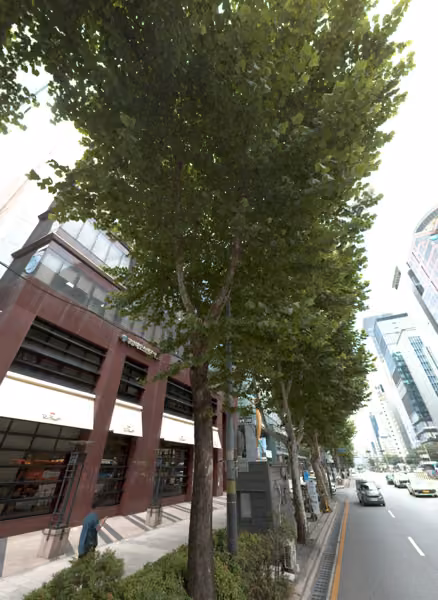 tree photo