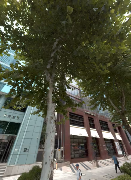 tree photo