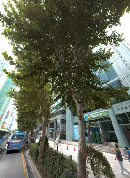 tree photo