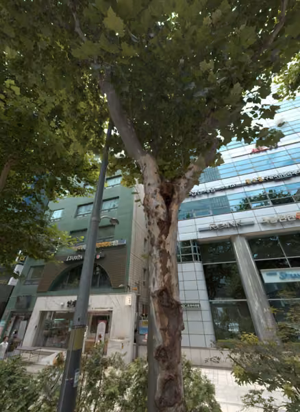 tree photo