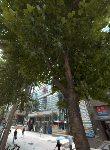 tree photo
