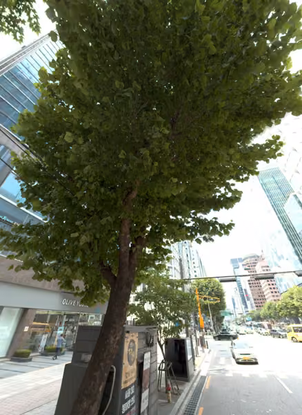 tree photo