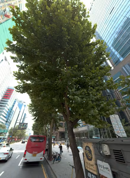 tree photo