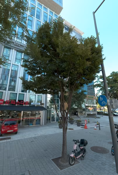 tree photo