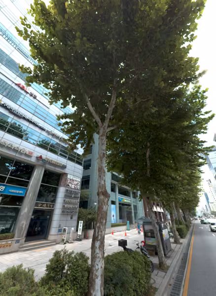 tree photo