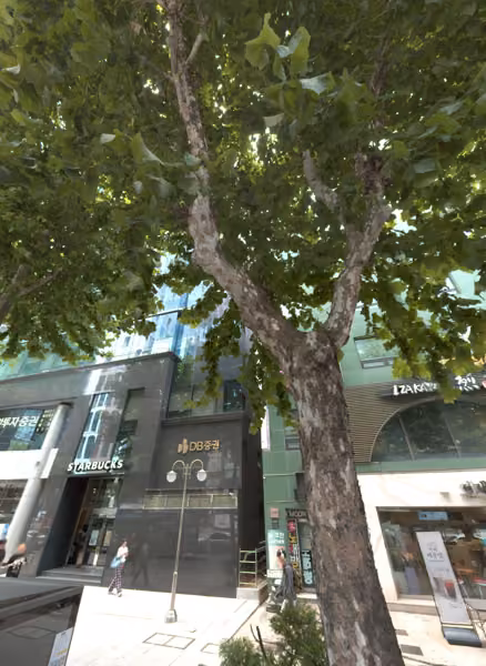 tree photo