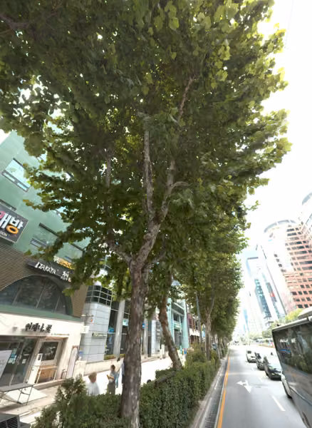 tree photo