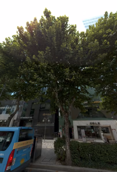 tree photo