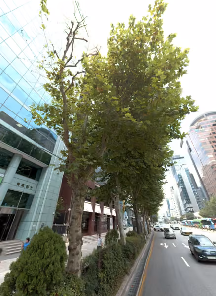 tree photo