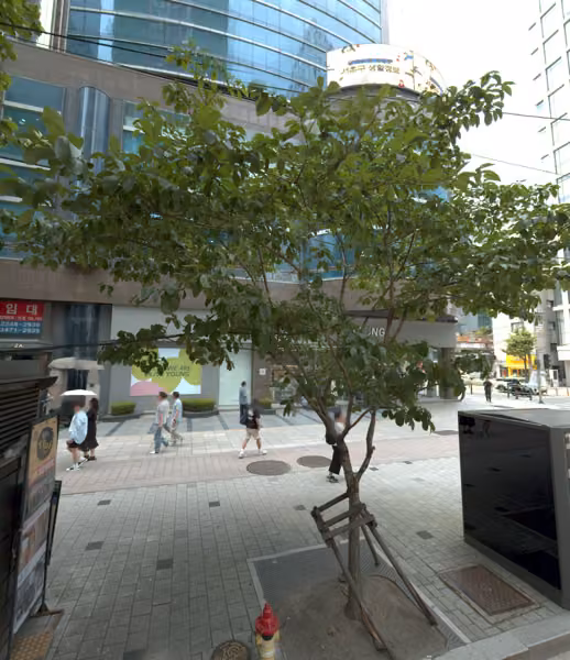 tree photo