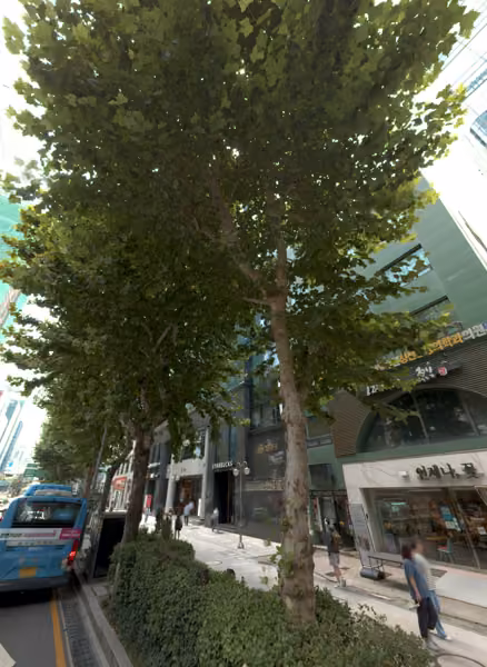 tree photo
