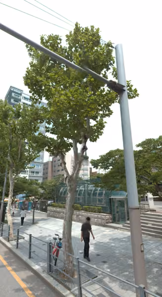 tree photo