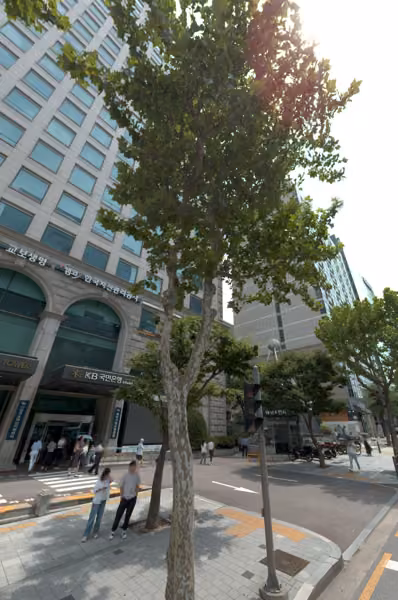 tree photo