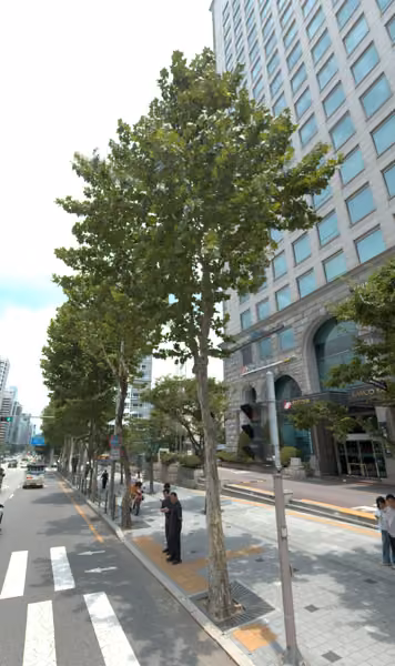 tree photo