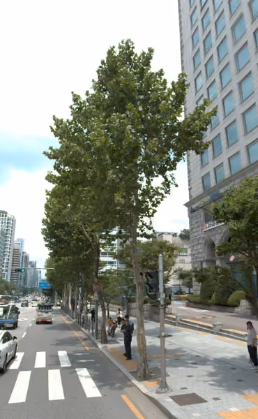 tree photo
